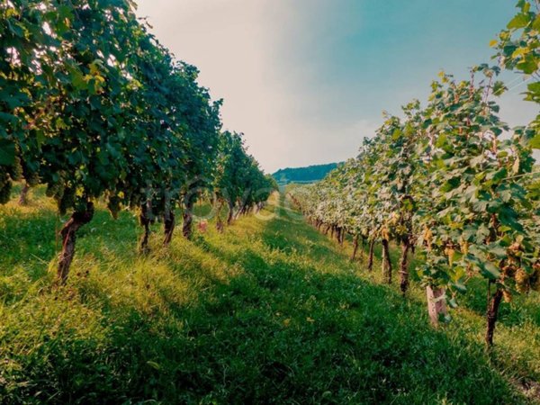 terreno agricolo in vendita a Lonato del Garda in zona Esenta