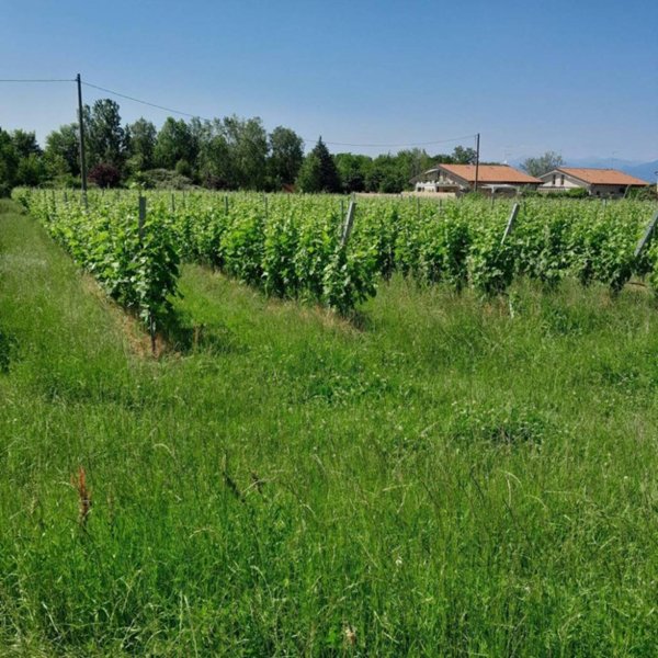 terreno agricolo in vendita a Lonato del Garda in zona Castel Venzago