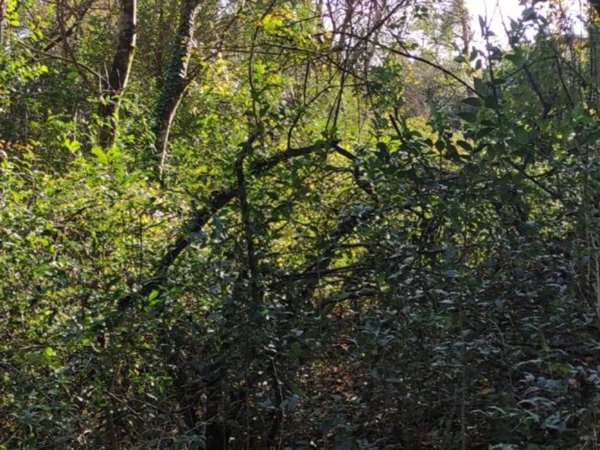 terreno agricolo in vendita a Manerba del Garda