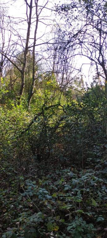 terreno agricolo in vendita a Manerba del Garda