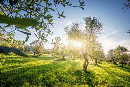 terreno agricolo in vendita a Moniga del Garda