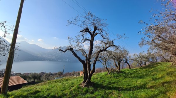 terreno agricolo in vendita a Monte Isola