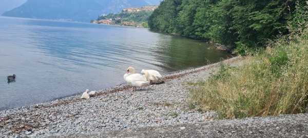 appartamento in vendita a Monte Isola in zona Menzino