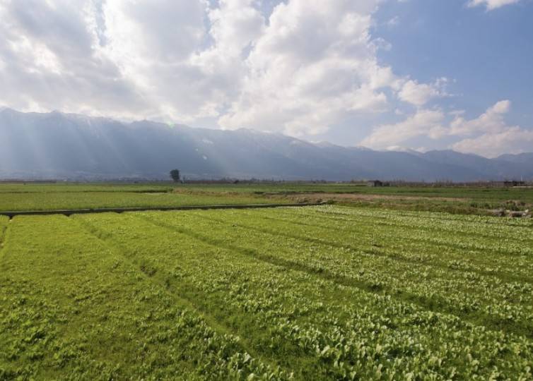 terreno agricolo in vendita a Montirone