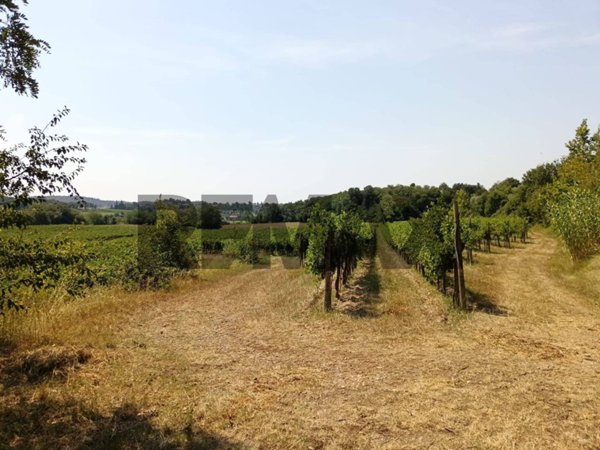 terreno agricolo in vendita a Muscoline