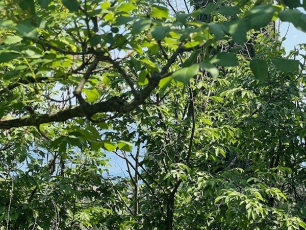 terreno agricolo in vendita a Padenghe sul Garda