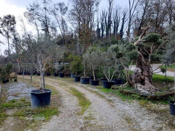 terreno agricolo in vendita a Padenghe sul Garda