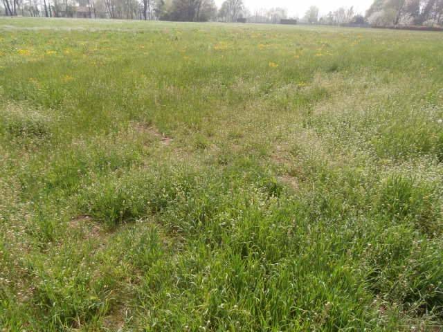 terreno agricolo in vendita a Paitone