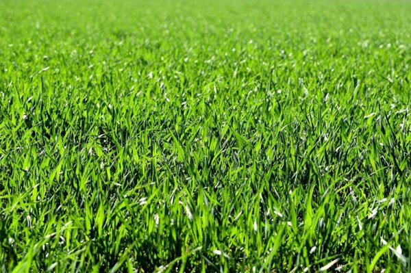 terreno agricolo in vendita a San Paolo