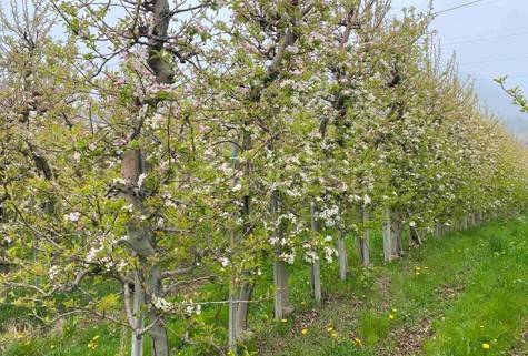 appartamento in vendita a Pian Camuno