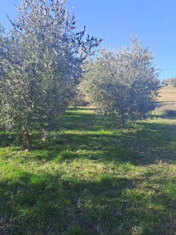 terreno agricolo in vendita a Polpenazze del Garda