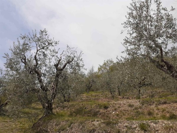 terreno agricolo in vendita a Polpenazze del Garda