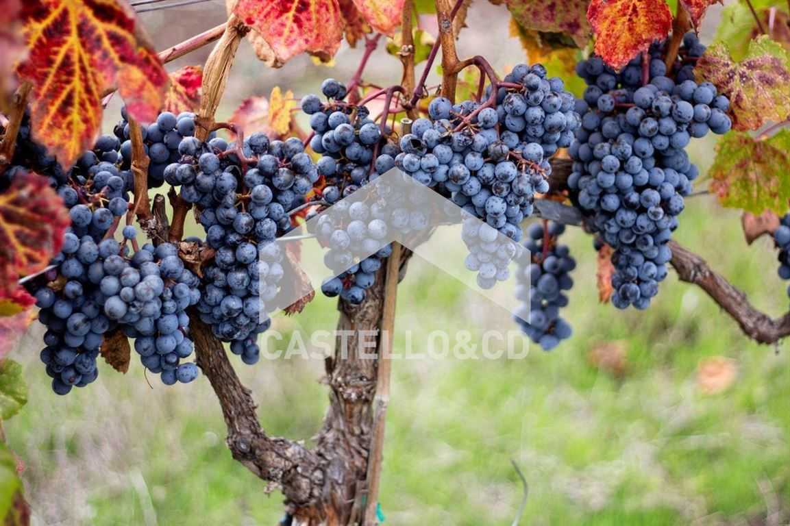 terreno agricolo in vendita a Polpenazze del Garda