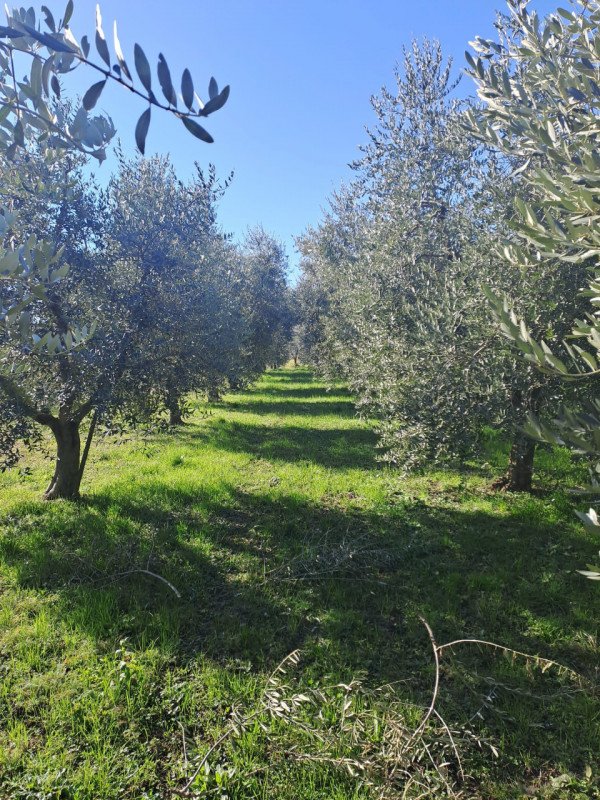 terreno agricolo in vendita a Polpenazze del Garda