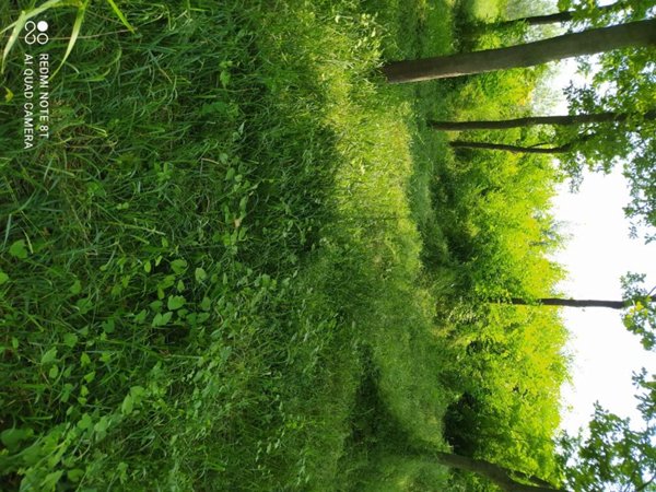 terreno agricolo in vendita a Poncarale
