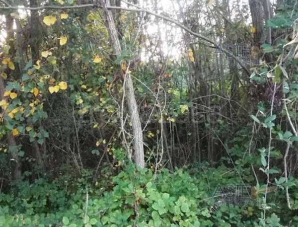 terreno agricolo in vendita a Pozzolengo