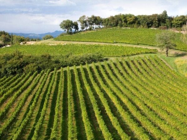 terreno agricolo in vendita a Pozzolengo
