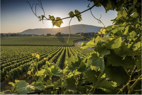 terreno agricolo in vendita a Pozzolengo