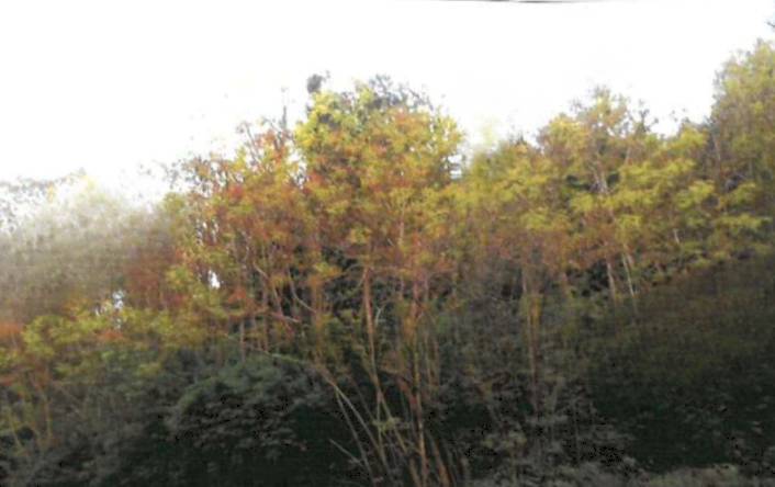 terreno agricolo in vendita a Provaglio d'Iseo