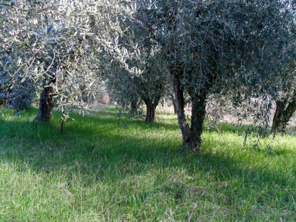 terreno agricolo in vendita a Puegnago del Garda