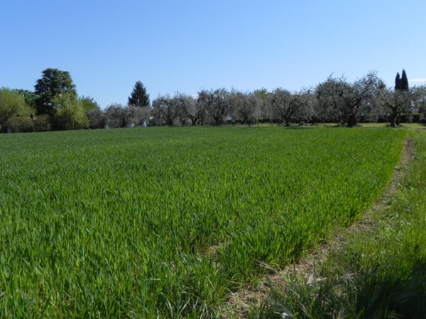 immagine annuncio 0 di 5