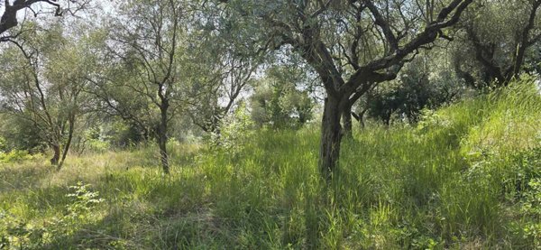 terreno agricolo in vendita a Puegnago del Garda
