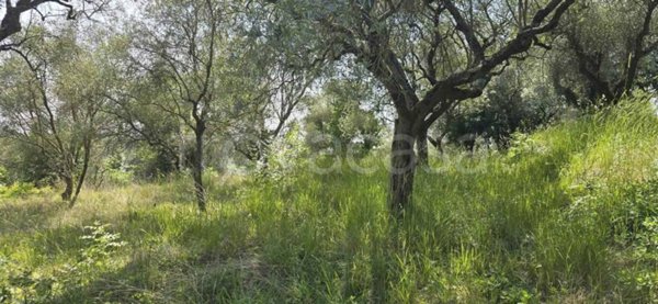 terreno agricolo in vendita a Puegnago del Garda
