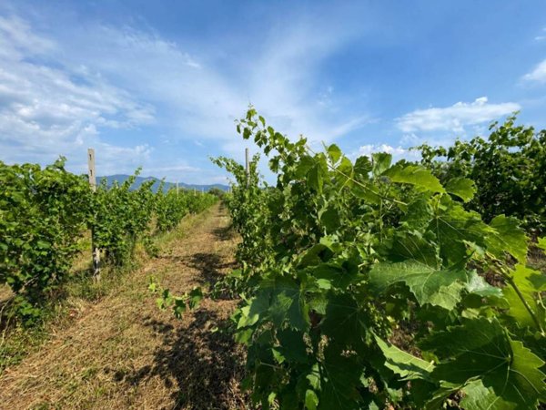 terreno agricolo in vendita a Puegnago del Garda