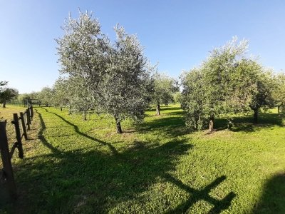 terreno agricolo in vendita a San Felice del Benaco in zona Portese