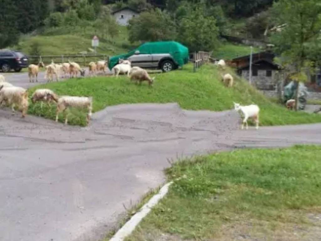appartamento in vendita a Saviore dell'Adamello in zona Valle