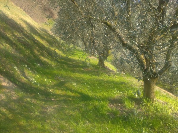 immagine annuncio 0 di 9