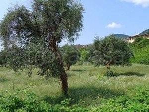terreno agricolo in vendita a Toscolano-Maderno in zona Toscolano