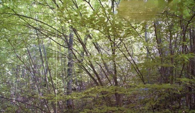 terreno agricolo in vendita a Villanuova sul Clisi