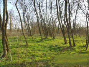 terreno agricolo in vendita a Chivasso in zona Castelrosso
