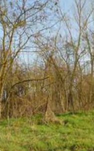 terreno agricolo in vendita a Chivasso in zona Castelrosso