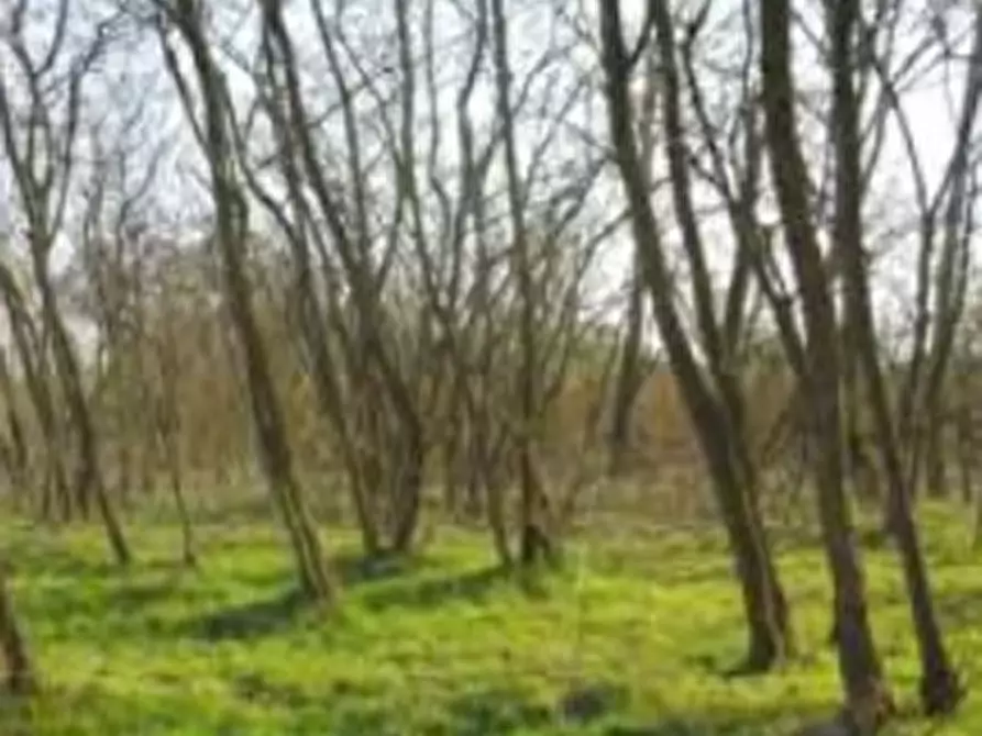 terreno agricolo in vendita a Chivasso in zona Castelrosso