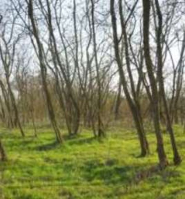 terreno agricolo in vendita a Chivasso in zona Castelrosso