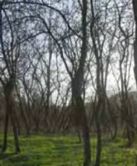 terreno agricolo in vendita a Chivasso in zona Castelrosso
