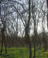 terreno agricolo in vendita a Chivasso in zona Castelrosso