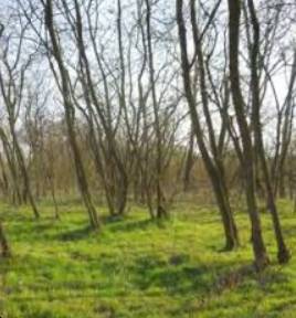 terreno agricolo in vendita a Chivasso in zona Castelrosso