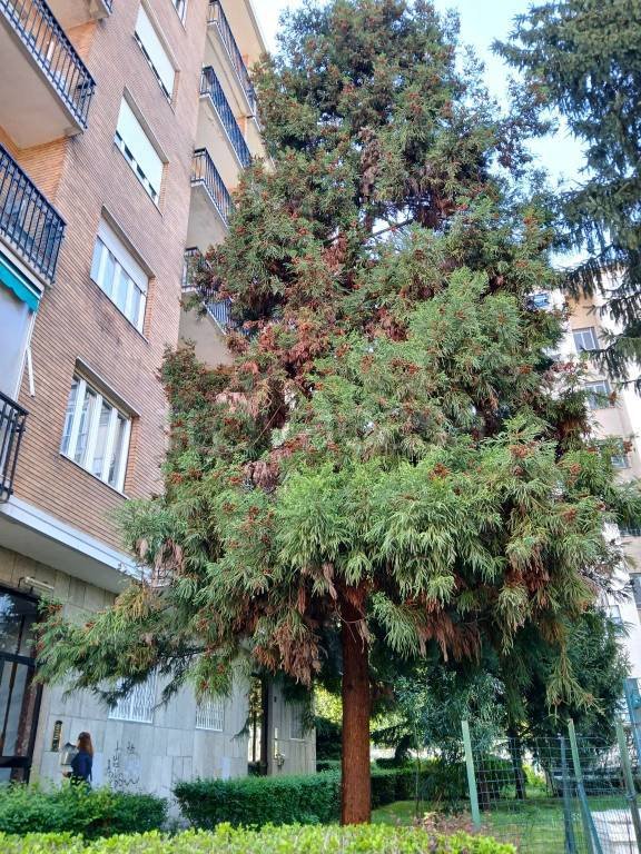 appartamento in vendita a Collegno