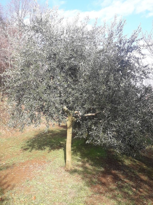 terreno agricolo in vendita a Cumiana