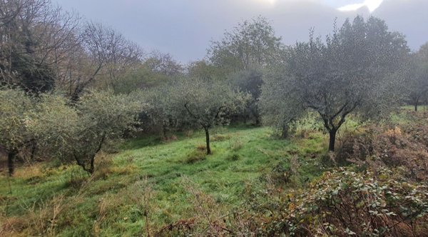 terreno agricolo in vendita a Cumiana
