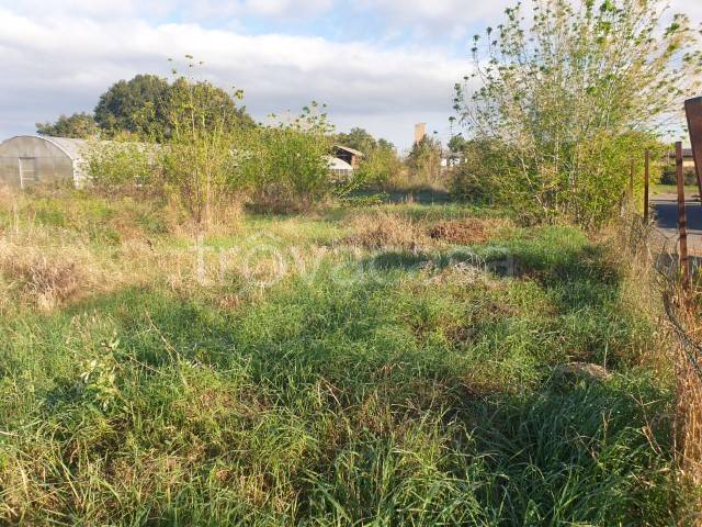 terreno agricolo in vendita ad Arena Po