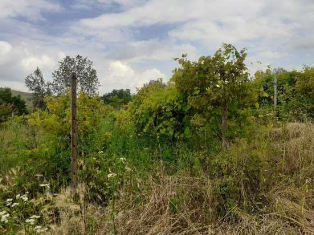 terreno agricolo in vendita a Borgoratto Mormorolo