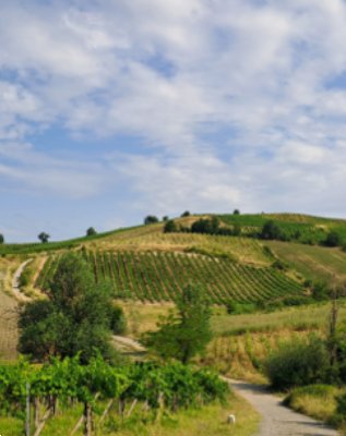 terreno agricolo in vendita a Borgoratto Mormorolo