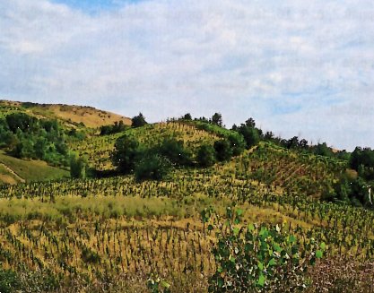 terreno agricolo in vendita a Borgoratto Mormorolo