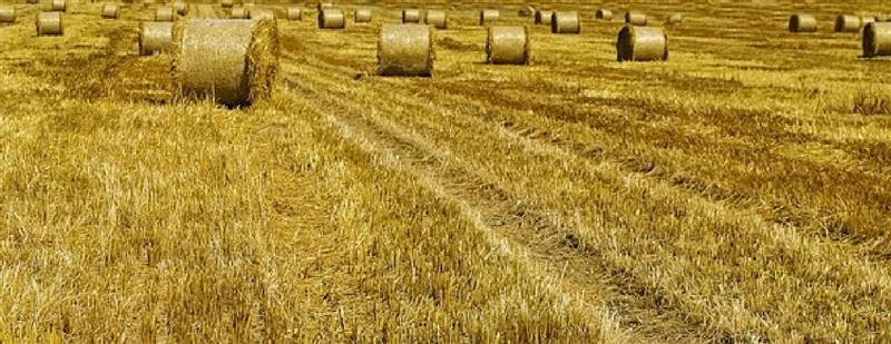 azienda agricola in vendita a Broni