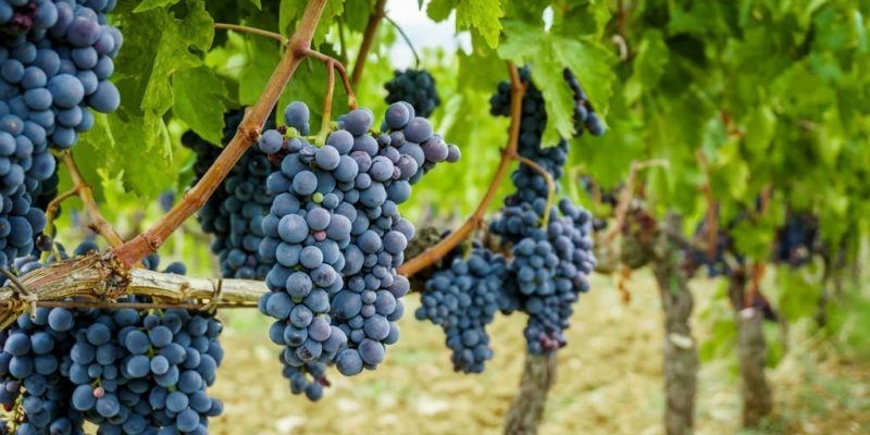 terreno agricolo in vendita a Broni