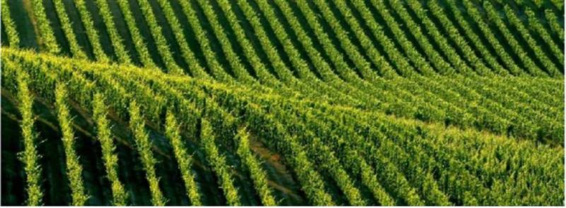 azienda agricola in vendita a Broni